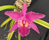 Blc. Only Cucu (m) <br>(Brassavola cucullata x Blc. Oconee)