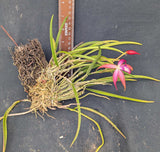 Bc. James Pinkney (m) <br> (C. Tiny Rubies x Brassavola cucullata)