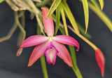 Bc. James Pinkney (m) <br> (C. Tiny Rubies x Brassavola cucullata)