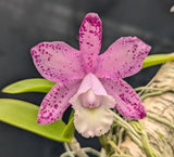 Cattleya Brabantiae 'Roraima' Large Mounted Plant
