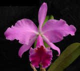 C. Graf's Venezolano <br> C. jenmanii 'La Palida' x C. violacea
