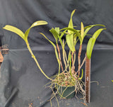 C. guatemalensis 'Graf's Bicolor' (6"p)