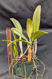 C. gaskelliana coerulea 'Sarasota' (6"p)