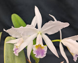 C. gaskelliana coerulea 'Sarasota' (6"p)