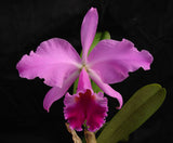 Cattleya jenmanii (Flasks)