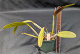 Cattleya lawrenceana color (6" pot)