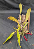 Cattleya rex (mounted)
