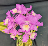 Cattleya skinneri 'Casa Graf' (6" pot)