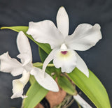Cattleya skinneri alba 'El Hatillo' (4"p)