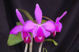 Cattleya violacea striata 'Sarasota Flares' (m)