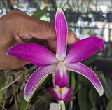 Cattleya violacea s/a Flamea x sibling (4"p)