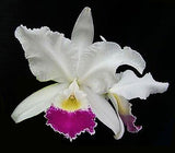 Cattleya warscewicksii S/A 'Frau Melanie Beyrodt' (6"p)
