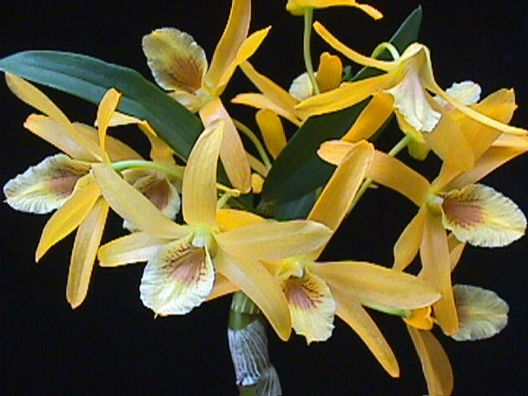 Dendrobium Stardust 'Maui' (2