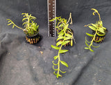 Dendrobium loddigessii (2"p) little Plants