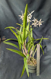 Collierara Snow Ballet (6"p)<br> (Cll. Snowflake x Bc. Richard Mueller)