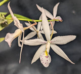 Collierara Snow Ballet (6"p)<br> (Cll. Snowflake x Bc. Richard Mueller)