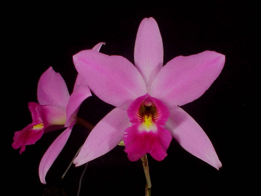 Laelia anceps 'Mendenhall' x self (2.5