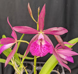 Bc. Graf's El Tumbador (6"p)<br> (Bc. Maikai x C. Landate)