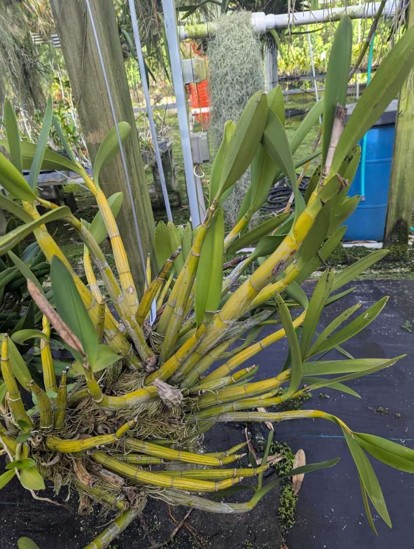 Myrmecophila christinae 'Veraniega' (BR) – Plantio La Orquidea