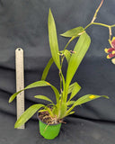 Oncidium Aka Baby ''Raspberry Chocolate' (4"p)