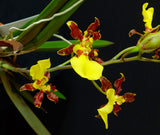 Trichocentrum (Oncidium) Kunine (2"p)<br>(Onc. cebolleta x splendidum)