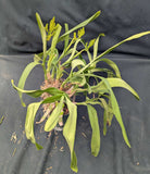 Polystachya paniculata Large plant (BR)