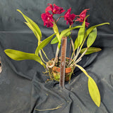 Potinara Carolina Splendor 'No 8' Large Plant (6" clay pot)