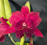 Potinara Carolina Splendor 'No 8' Large Plant (6" clay pot)