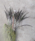 Brassavola David Sanders 'Nieve' Very Large Plant (mount)