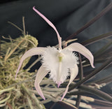 Brassavola David Sanders 'Nieve' Very Large Plant (mount)