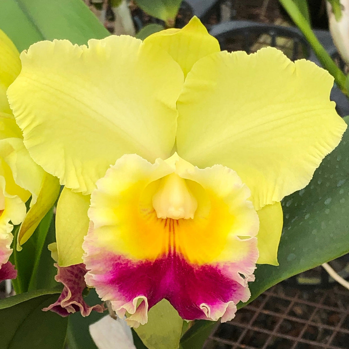 Rlc. Charlene Sau Yee Liu 'Volcano Prince' (2.5