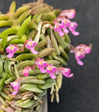 Schoenorchis scolopendria mounted