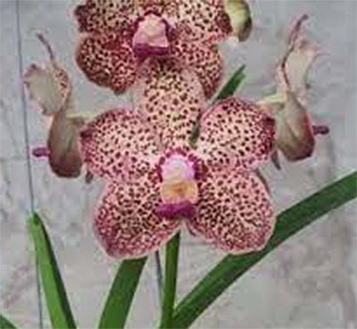 Vanda Kulwadee Fragrance x Mimi Palmer  from seed (3