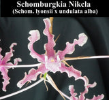 Schomburgkia Nikcla (6"b)