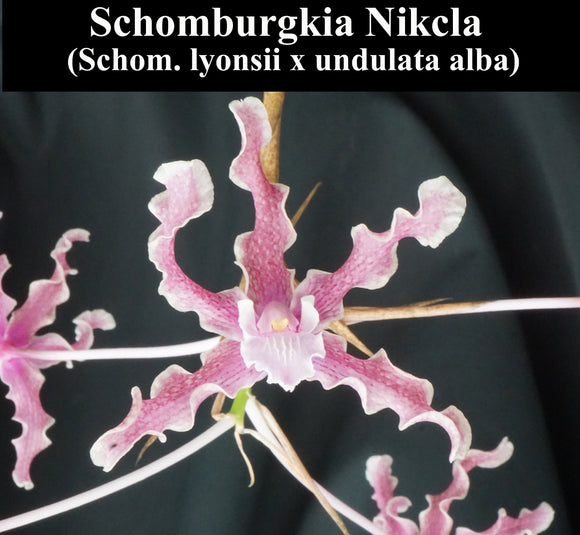 Schomburgkia Nikcla (8