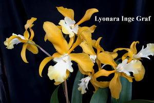 Lyonara Inge Graf  ( Lc. Gold Digger x Sch. undulata alba 'Graf's Emerald' (2")