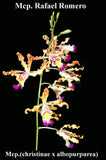 Myrmecophila Rafael Romero (mounted)