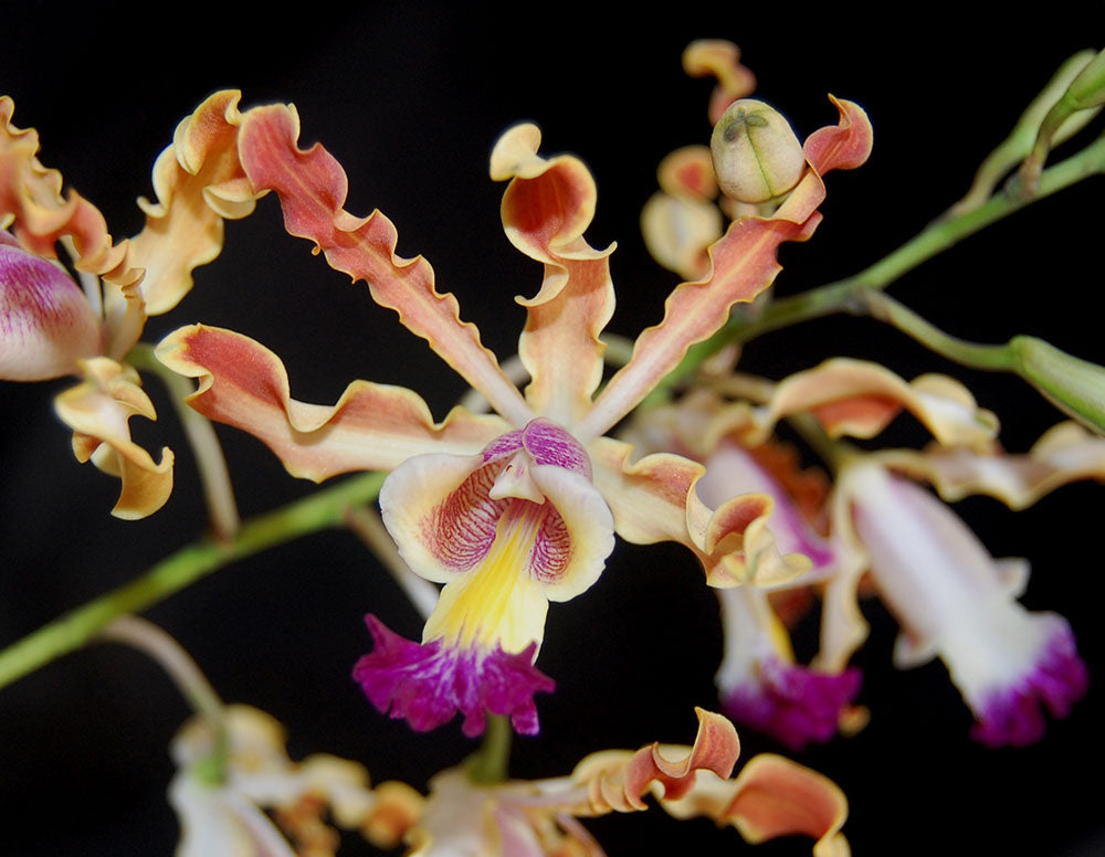 Myrmecophila Rafael Romero (2
