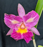 Rlc. Princesita Annabel (4") <br> (C. Jungle Delight x <br> Pot. Dick Smith 'Aloha Spirit' )