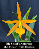 Blc. Selsals Amareto (4"p) <br>Brassavola nodosa x Lc. Trick or Treat