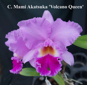 Lc. Mami Akatsuka 'Volcano Queen'  (5.5"p)