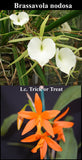 Blc. Selsals Amareto (4"p) <br>Brassavola nodosa x Lc. Trick or Treat