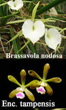 Bepi. Gordon Vickers <br> B. nodosa x Enc. tampensis (4"p)