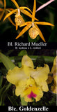 Blc. Haiku Dawn (4"p) <br>(Blc. Richard Mueller x Blc Goldenzelle)