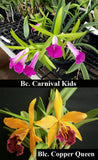 Blc. Playa Clearwater (4" p)<br>Bc. Carnival Kids 'Green Gem' x Lc. Copper Queen 'El Hatillo'