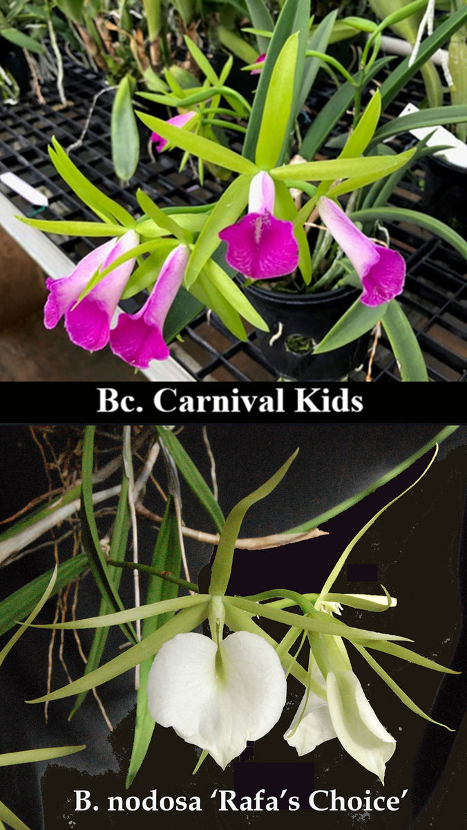 185023BcCarnivalKidsxBnodosash