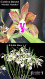 Bc. Playa Lido<br> (B. Little Stars x C. bicolor 'Muchas Manchas') (2"p)