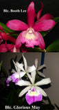 Bct. Playa Carupano (2" pot) <br>Blc. Booth Lee 'Venice' AM/AOS<br>Blc. Glorious May 'Sarasota' )