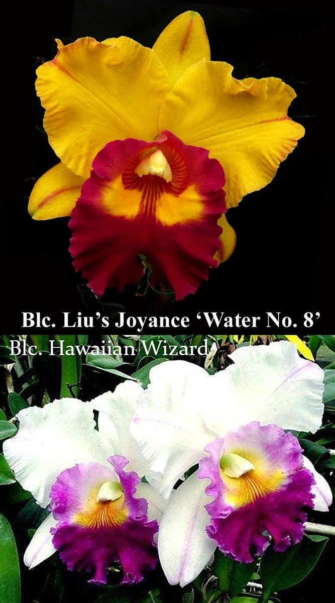 Blc Graf's Fantastico (2"p)(Blc. Liu's Joyance x Blc Hawaiian Wizard ...