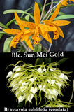 Blc. Playa Sanibel <br> Blc. Sun Mei Gold x B. cordata (2" p)